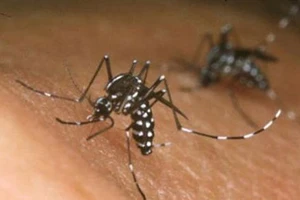 TP.HCM khẩn trương dập dịch do virus Zika