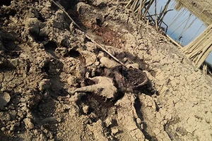 Phát hiện xác voi con đang phân hủy bên đầm lầy