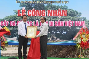 Huế đón bằng công nhận cây Di sản thứ ba