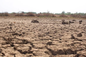 Bình Phước thiệt hại hơn 670 tỉ đồng do khô hạn kéo dài