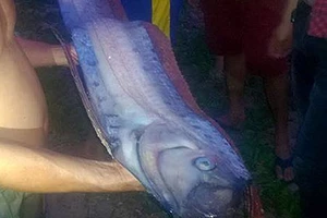 Cá hố khổng lồ dạt vào bờ biển Phan Thiết