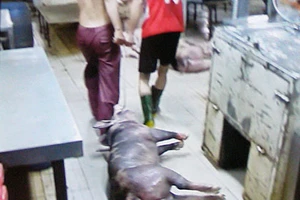 Phạt 4 chủ hàng có heo bị tiêm thuốc an thần và bơm nước