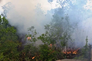 Chưa rõ nguyên nhân cháy rừng dữ dội ở dự án FLC Hạ Long