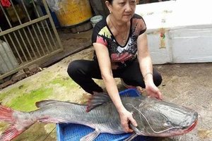 Cá lăng 'khủng' to bằng người lớn trên sông Sêrêpốk dính câu