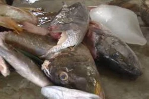 Quảng Ngãi: 46 người nhập viện vì ngộ độc cá hồng