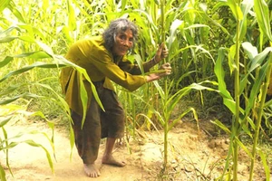 Cụ bà 90 tuổi lưng còng, tóc bạc vẫn trồng ngô tỉa bắp