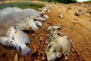 Cá chết ở đập Phước Hà: Không phải do nước ô nhiễm
