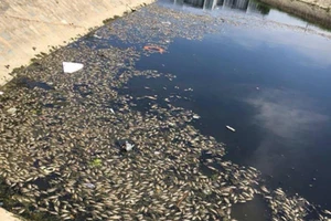 Clip cá chết nổi trắng kênh Đa Cô ở Đà Nẵng