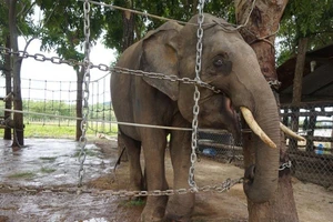 Lắp hơn 1 km hàng rào điện bảo vệ voi