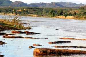 Vụ bè gỗ trôi sông: Chủ bãi tập kết là con lãnh đạo?