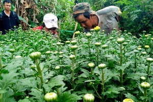 Mầm xuân nơi rốn lũ