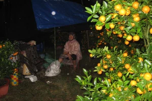 Chủ tịch tỉnh kêu gọi mua hoa giúp nông dân có tết