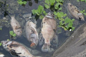 Cá chết bất thường nổi lềnh bềnh trên mặt hồ ở Đà Nẵng
