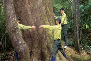 Trạm trưởng Vườn quốc gia Cát Tiên bị đâm trọng thương