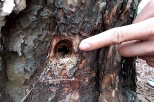 Rừng thông ở Gia Lai bị bức tử 