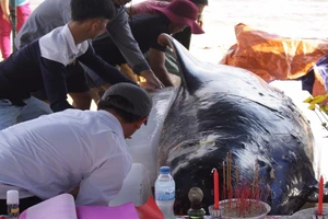 Quảng Ngãi: Táng cá voi nặng khoảng 700 kg