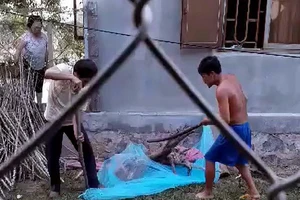 Bắt sống hổ mang chúa gần 2 m lạc vào nhà dân