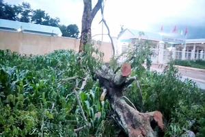 Cây muồng đè chết 1 người, làm 5 người bị thương