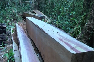 Chở gỗ tang vật, hạ luôn gỗ ở Khu Bảo tồn thiên nhiên