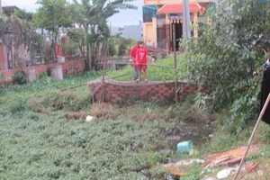 Chồng hờ truy sát vợ, quăng xuống ruộng rau