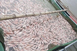 60 tấn cá chết bất thường, Kon Tum ra văn bản hỏa tốc