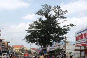 Cây cổ thụ bật gốc đè sập 2 cửa hàng điện máy