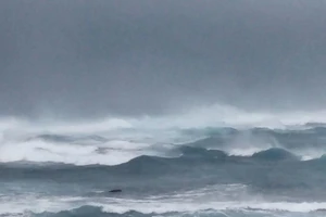 Bão 16 qua Trường Sa cuốn sập pin mặt trời, cây xanh...