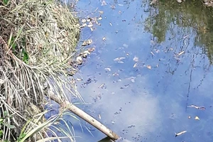 Người đàn ông tử vong khi đi tưới tiêu ban đêm