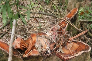 Quảng Nam chỉ đạo “nóng” triệt phá các nhóm lâm tặc 