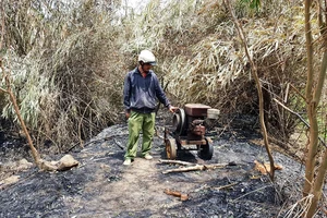 Nghi rẫy tiêu hơn 500 trụ bị đốt