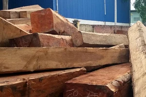 Bắt khẩn cấp 1 giám đốc công ty kinh doanh gỗ