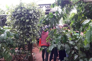 1 người đàn ông và 1 phụ nữ chết trong nhà rẫy 