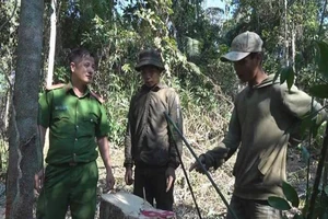 Khai thác hàng chục mét khối gỗ, bốn người bị bắt