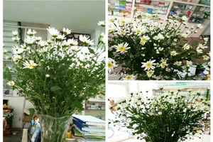 Xứ Đà tôi cũng đã có nàng họa mi 