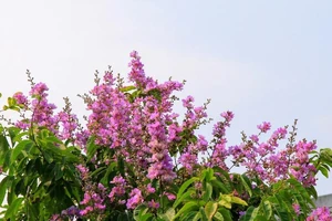 Ngắm bằng lăng tím nở rộ những ngày tháng 4 lịch sử