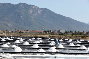 Cảnh đẹp nao lòng ở cánh đồng muối Ninh Diêm, Khánh Hòa