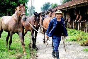 Chiêm ngưỡng đàn ngựa cứu người ở trại Suối Dầu 