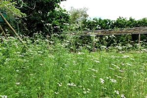 Nhìn thấy bụi mùi già, ngửi mùi hương nhớ ngoại