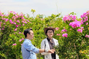 Ngắm rừng bằng lăng tím khoe sắc, bên cánh đồng muối Cà Ná