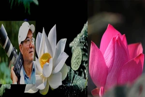 Ảnh sen Vu Lan 'Sanh Lão Bệnh Tử' của nghệ sĩ Thành Xuân Anh 