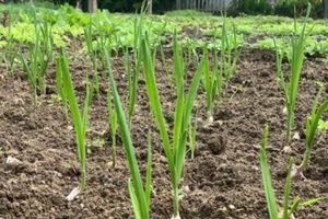 Đi thăm vườn xuân với muôn loài rau lại nhớ ngoại