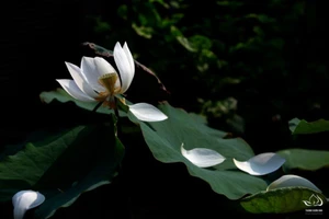 4 nhiếp ảnh gia triển lãm Online 67 tranh ảnh sen làm từ thiện mùa Vu Lan