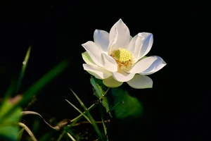 Nghệ sĩ Thành Xuân Anh triển lãm 'Lòng mẹ' tri ân các thầy 