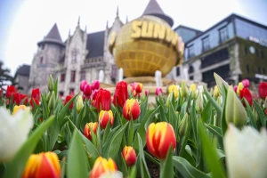 Không khí những ngày đầu xuân tại Đà Nẵng, Tây Ninh - 2 điểm đến thu hút đông đảo du khách