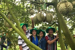 Phân bón Phú Mỹ: Bí quyết giúp cây dưa và sầu riêng ở miền Trung – Tây Nguyên có mùa bội thu