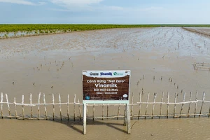 Thiên nhiên tái sinh kì diệu nơi cánh rừng Net Zero Vinamilk ở Đất Mũi