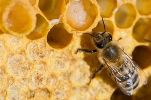 Sữa ong chúa - Nguồn dinh dưỡng dồi dào và nhiều công năng