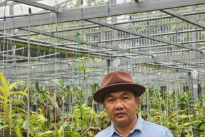 Vườn lan Tấn Sơn – Nơi gìn giữ vẻ đẹp hoa lan tại Bình Dương