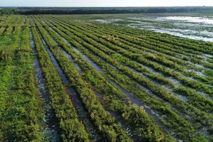 CP Việt Nam bàn giao dự án phục hồi 17 ha rừng tràm tỉnh Long An