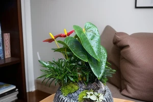 Mua cây cảnh làm quà 20-10 ở đâu uy tín, giá tốt tại Hà Nội?